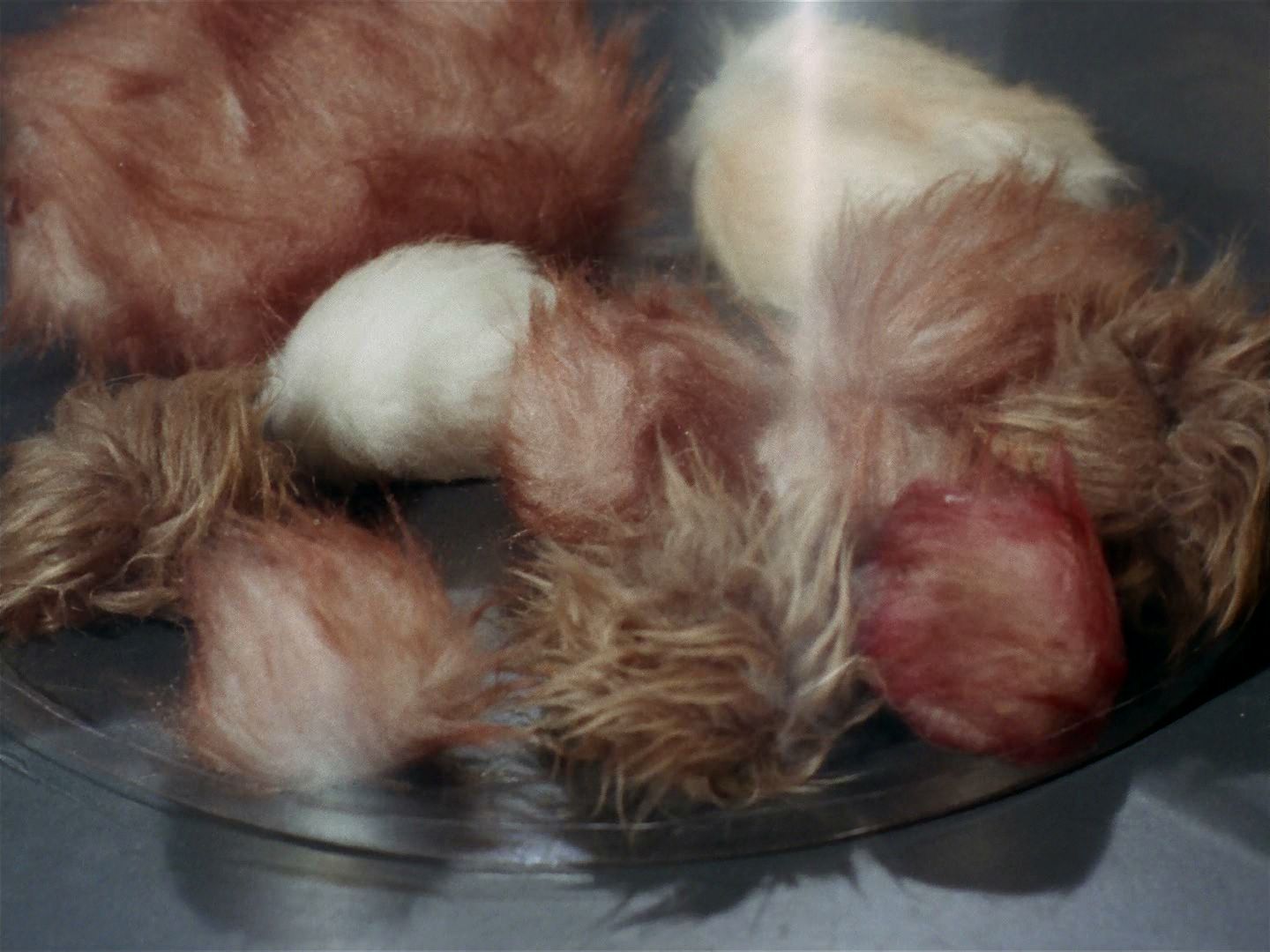 ariane179254_StarTrek_2x15_TheTroubleWithTribbles_0523.jpg