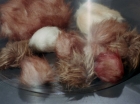 ariane179254_StarTrek_2x15_TheTroubleWithTribbles_0523.jpg