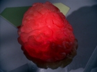ariane179254_StarTrek_2x16_TheGamestersOfTriskelion_2676.jpg