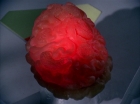 ariane179254_StarTrek_2x16_TheGamestersOfTriskelion_2677.jpg
