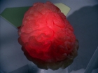 ariane179254_StarTrek_2x16_TheGamestersOfTriskelion_2822.jpg