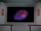 ariane179254_StarTrek_2x18_TheImmunitySyndrome_1482.jpg