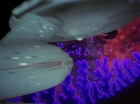 ariane179254_StarTrek_2x18_TheImmunitySyndrome_2275.jpg