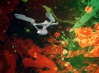ariane179254_StarTrek_2x18_TheImmunitySyndrome_2659.jpg