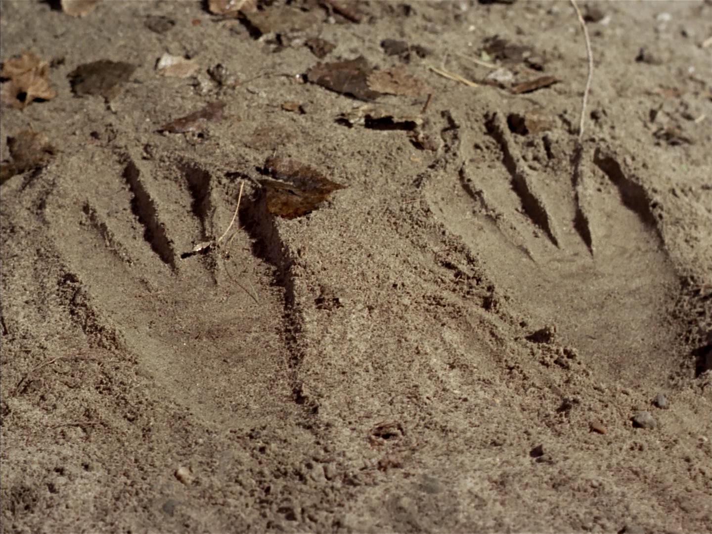 ariane179254_StarTrek_2x19_APrivateLittleWar_0043.jpg
