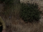 ariane179254_StarTrek_2x19_APrivateLittleWar_0191.jpg