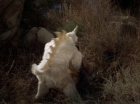 ariane179254_StarTrek_2x19_APrivateLittleWar_0677.jpg