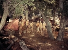 ariane179254_StarTrek_2x19_APrivateLittleWar_0801.jpg