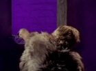 ariane179254_StarTrek_2x23_TheOmegaGlory_1713.jpg