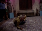 Filename=ariane179254_StarTrek_2x23_TheOmegaGlory_2807.jpg
Filesize=135KiB
Dimensions=1440x1080
Date added=Aug 26, 2015 ariane179254_StarTrek_2x23_TheOmegaGlory_2807.jpg