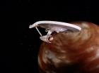 Filename=ariane179254_StarTrek_3x21_TheCloudMinders_2336.jpg
Filesize=73KiB
Dimensions=1440x1080
Date added=May 13, 2015 ariane179254_StarTrek_3x21_TheCloudMinders_2336.jpg